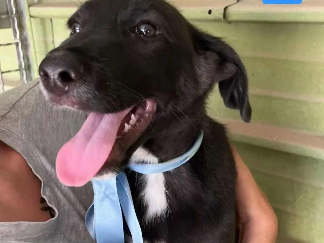 Adotta un cane, maschio, 7 mesi, Napoli