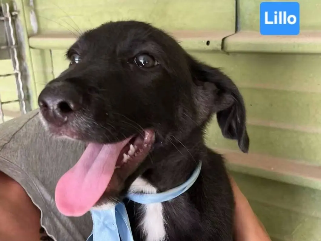 Adozione cane, maschio, Razza sconosciuta Razza sconosciuta, 7 mesi, taglia grande, Napoli