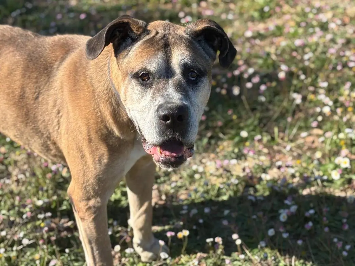 Vuoi adottare un cane a Pisa?