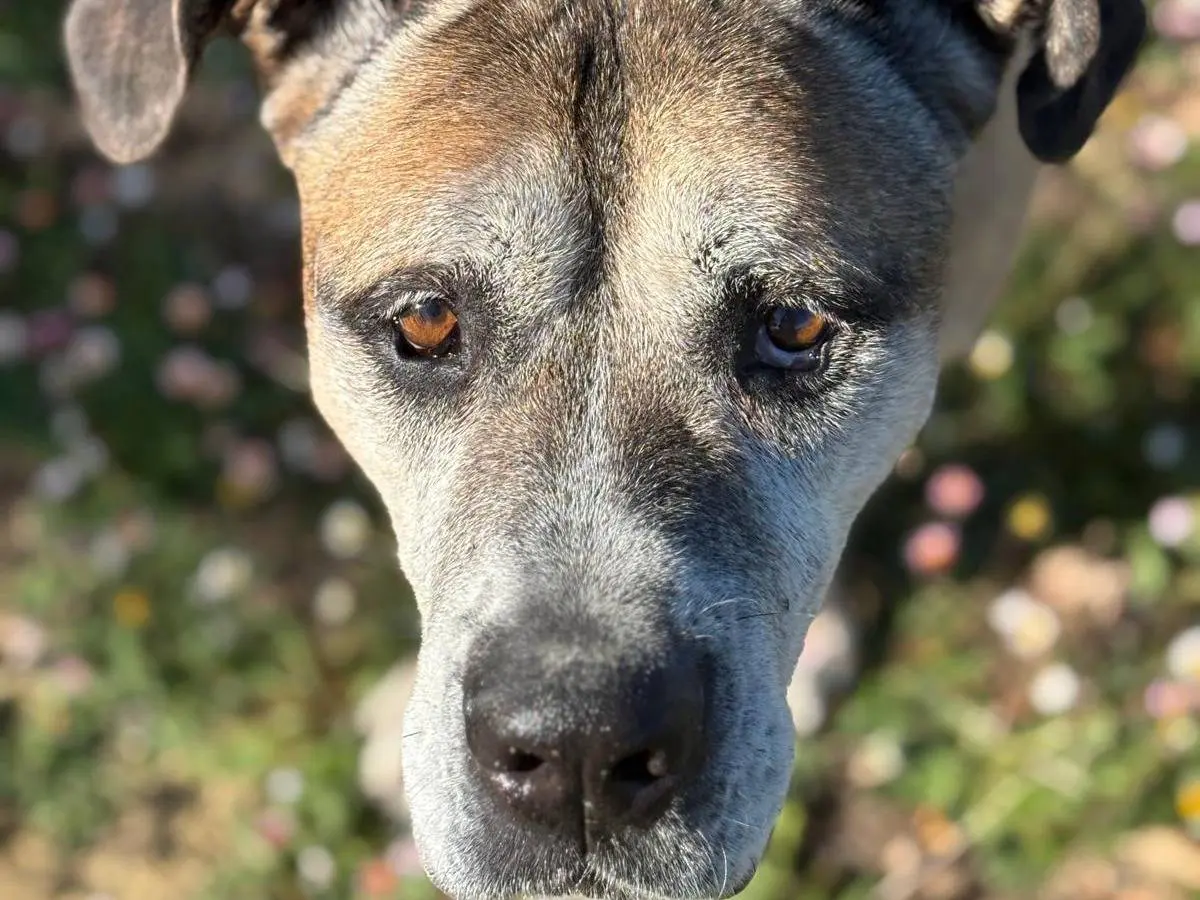 Adotta un cane, maschio, 11 anni e 7 mesi, Pisa