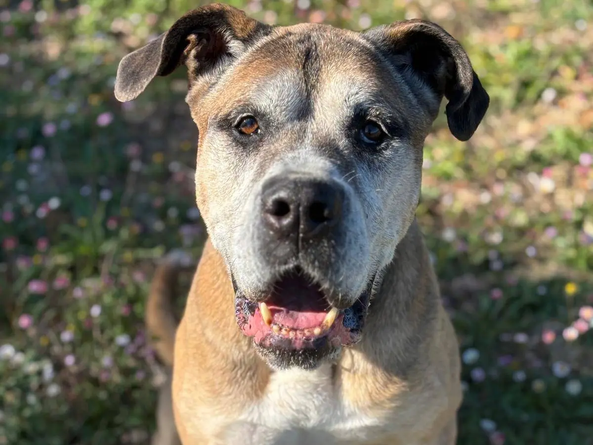 Adozione cane, maschio, Corso Boxer, 11 anni e 7 mesi, taglia gigante, Pisa