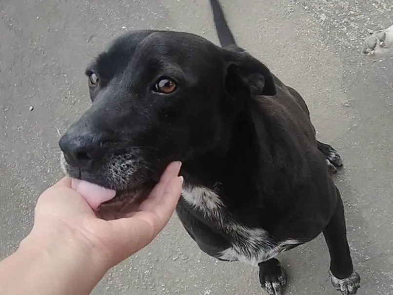 Adozione cane, maschio, Razza sconosciuta Razza sconosciuta, 4 anni e 7 mesi, taglia media, Vibo
