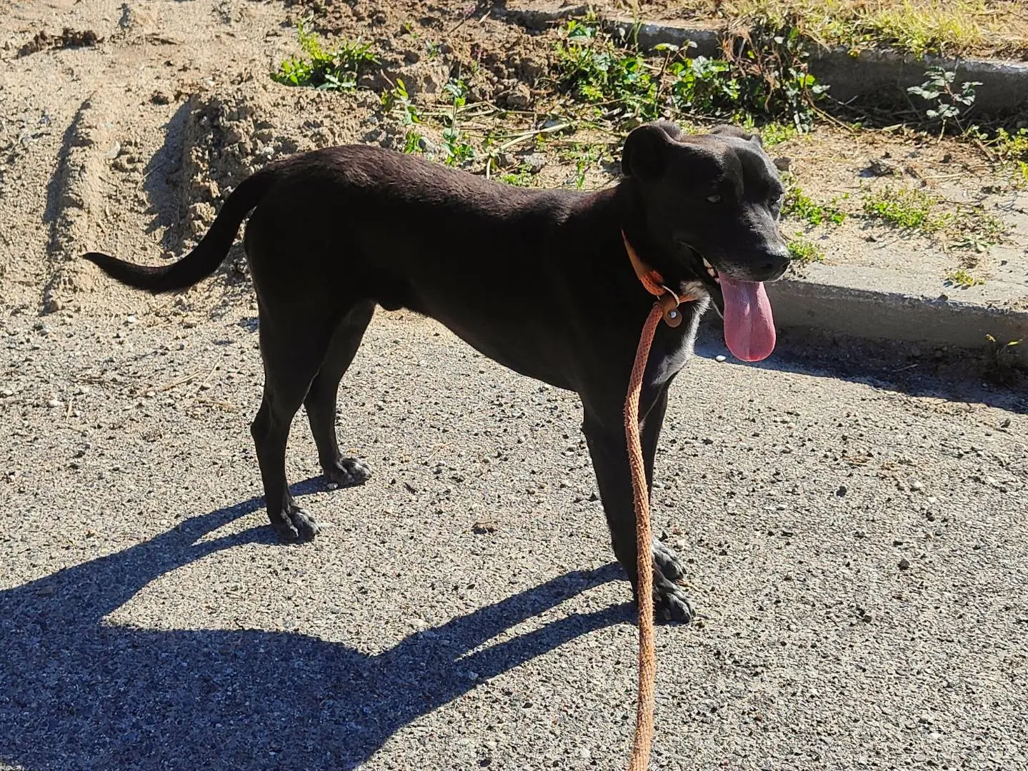 Adotta un cane, taglia media, maschio, Vibo