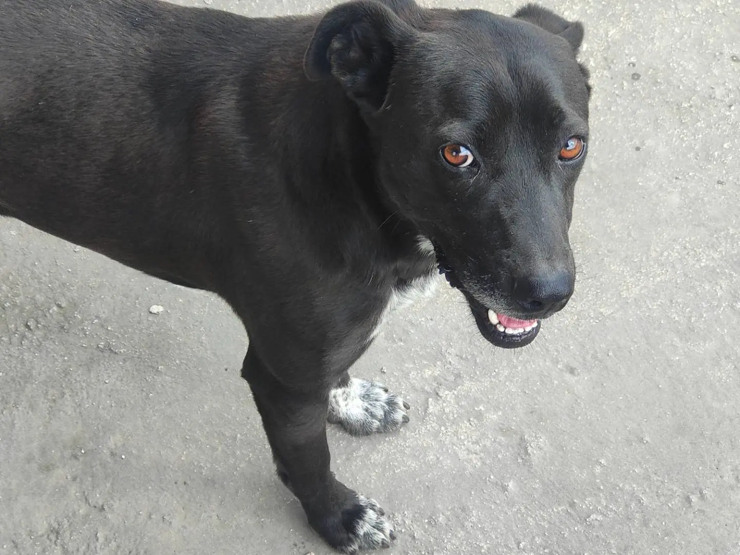 Vuoi adottare un cane a Vibo?
