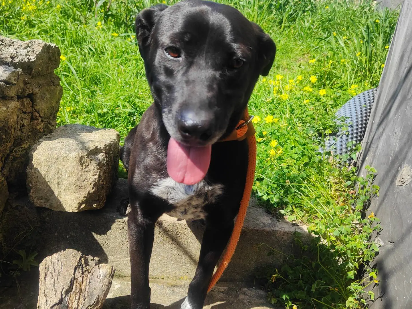 Adotta un cane, maschio, 4 anni e 7 mesi, Vibo