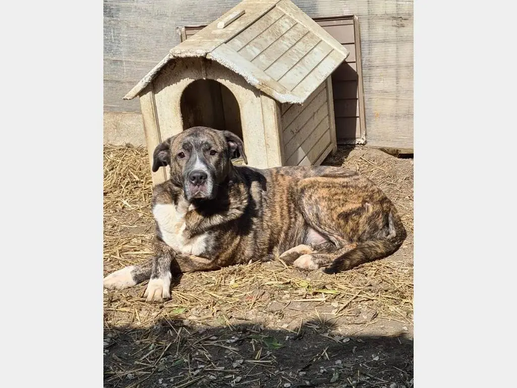 Adotta il cane BIG a Napoli
