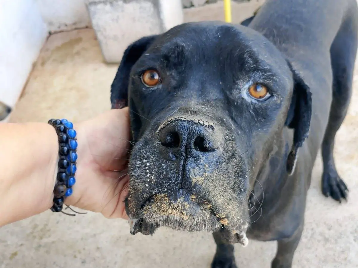 Adozione cane, maschio, Corso Razza sconosciuta, 4 anni e 4 mesi, taglia grande, Crotone