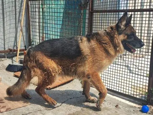 Adozione cane, maschio, Pastore tedesco Razza sconosciuta, 10 anni e 10 mesi, taglia media, Napoli