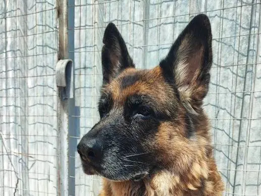 Adotta un cane, maschio, 10 anni e 10 mesi, Napoli
