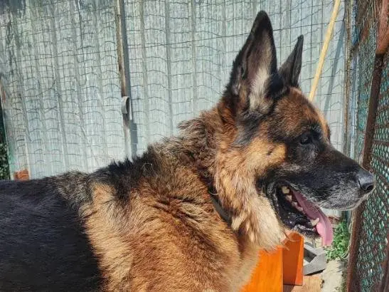 Vuoi adottare un cane a Napoli?