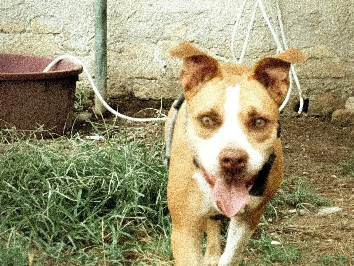 Adotta un cane, femmina, 7 anni e 8 mesi, Caserta