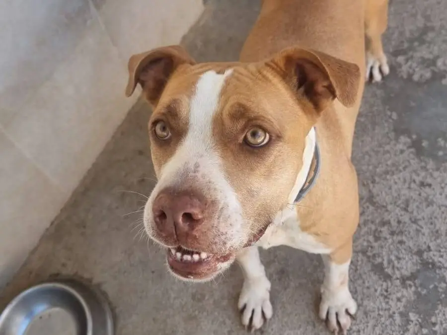 Adotta il cane Nina a Caserta