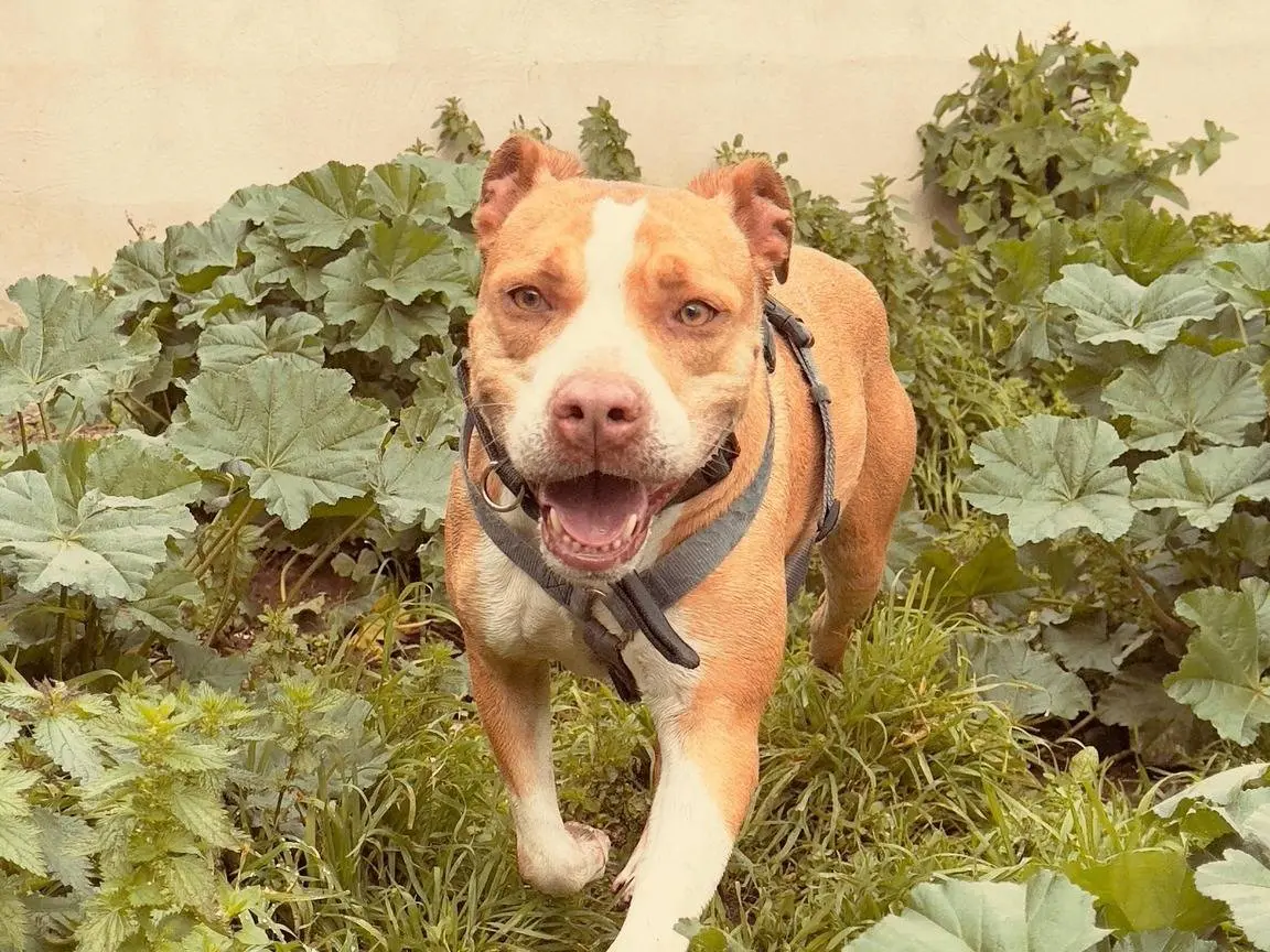Adozione cane, femmina, Pitbull Razza sconosciuta, 7 anni e 8 mesi, taglia media, Caserta