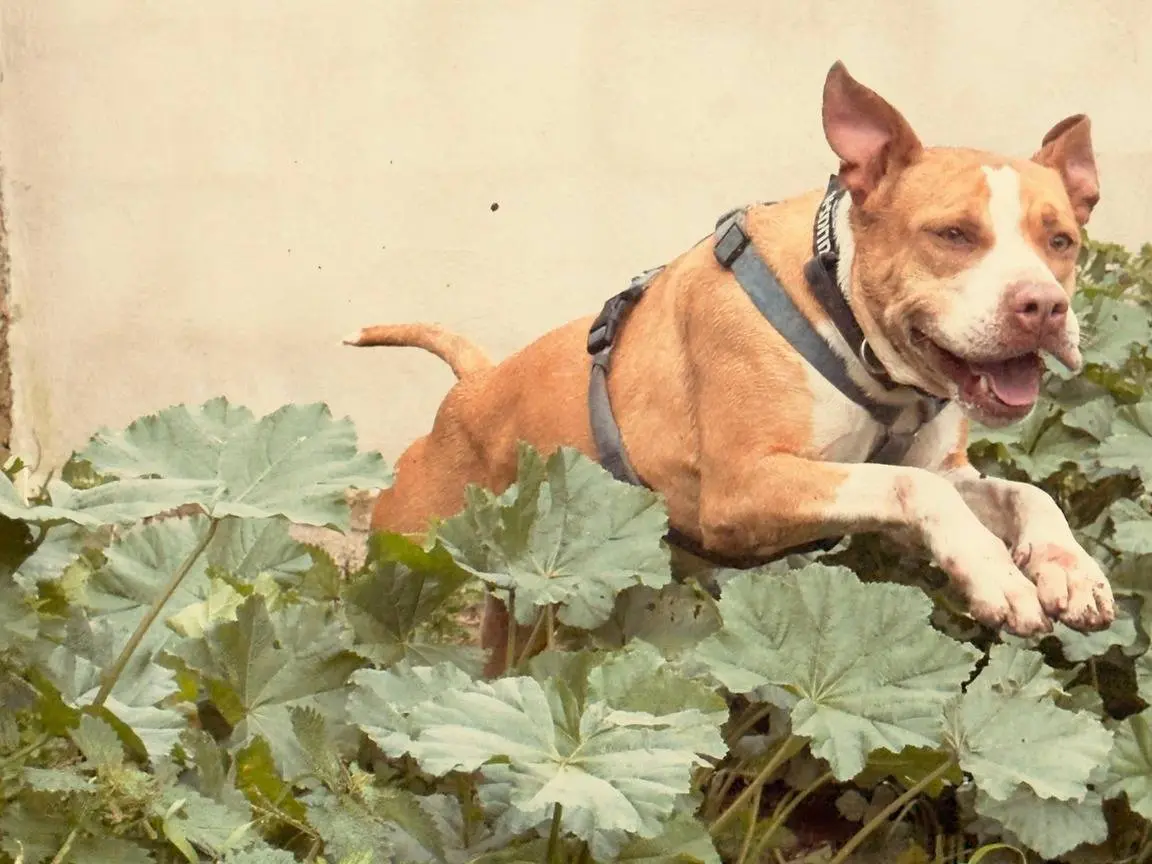 Adotta un cane, taglia media, femmina, Caserta