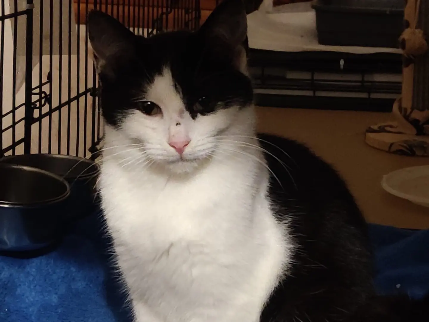 Adozione gatto, femmina, Razza sconosciuta Razza sconosciuta, 1 anno e 1 mese, taglia non valida, Padova