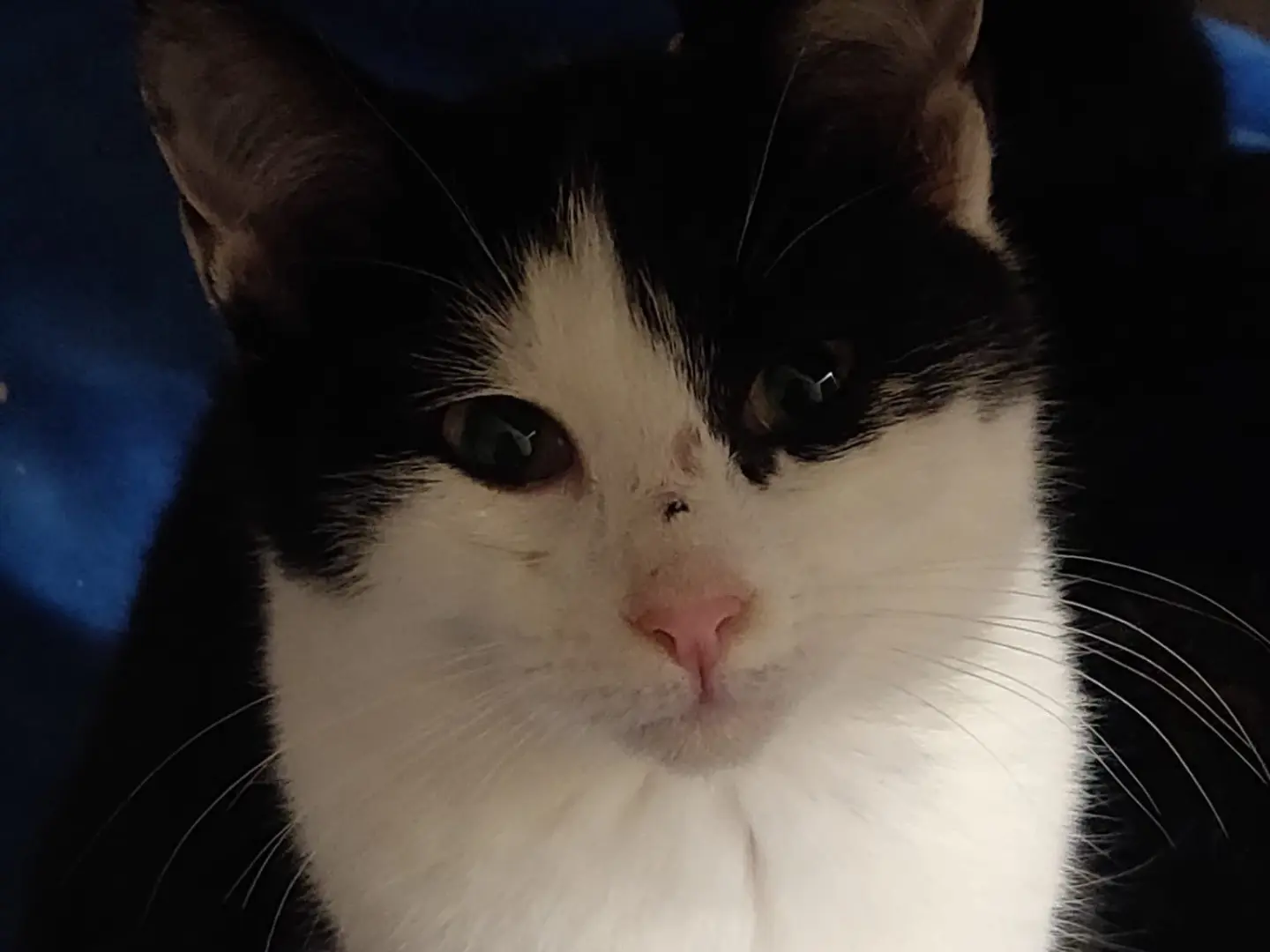 Adotta un gatto, femmina, 1 anno e 1 mese, Padova