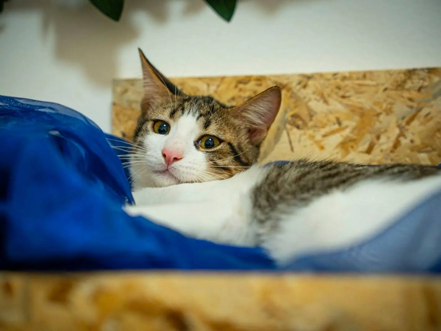 Adotta un gatto, maschio, 7 mesi, Bari