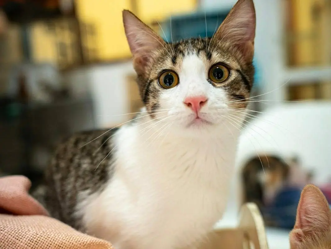 Adotta un gatto, taglia non valida, maschio, Bari