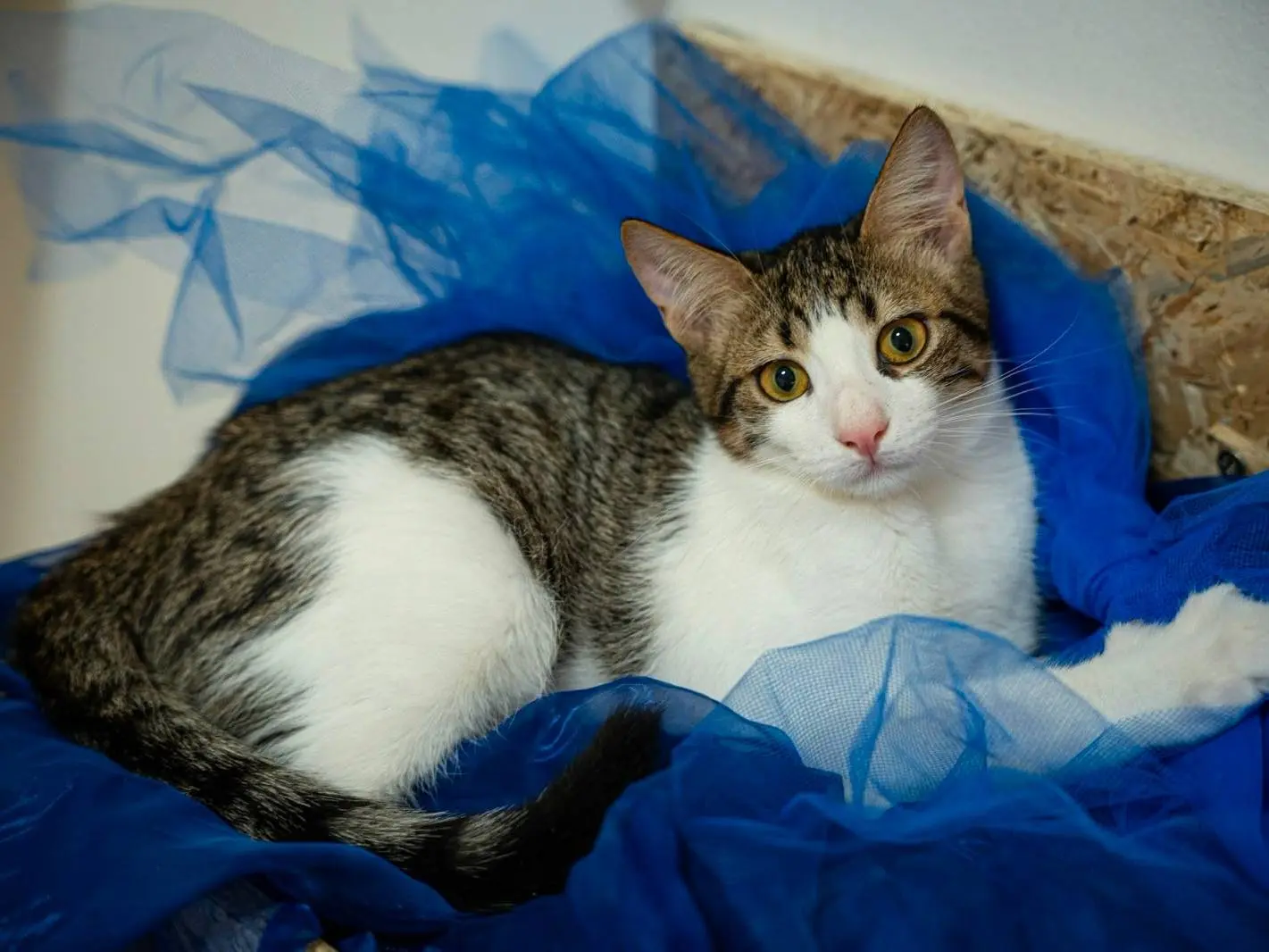 Adozione gatto, maschio, Razza sconosciuta Razza sconosciuta, 7 mesi, taglia non valida, Bari