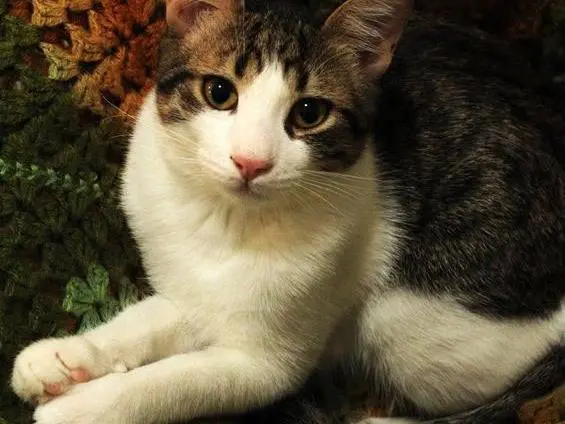 Vuoi adottare un gatto a Bari?