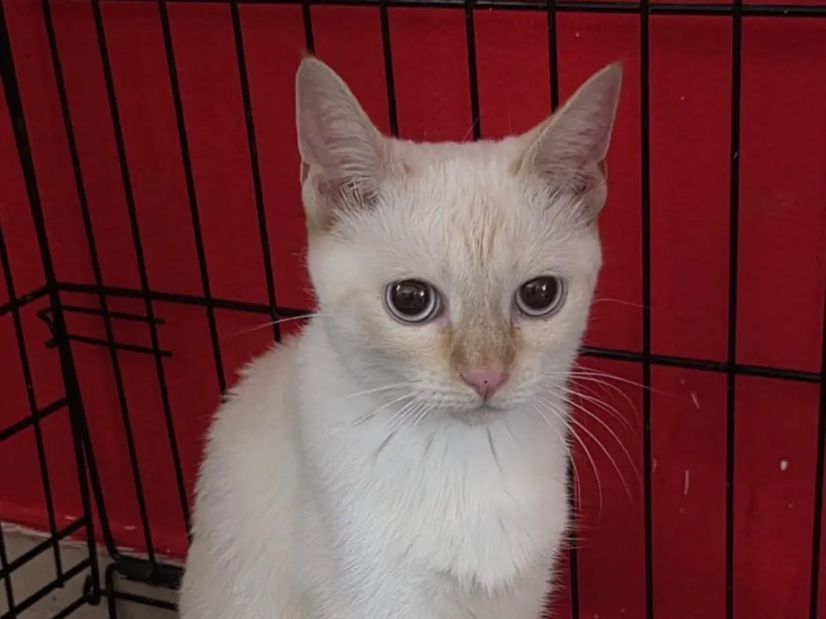 Adozione gatto, femmina, Razza sconosciuta Razza sconosciuta, 1 anno e 3 mesi, taglia non valida, Milano