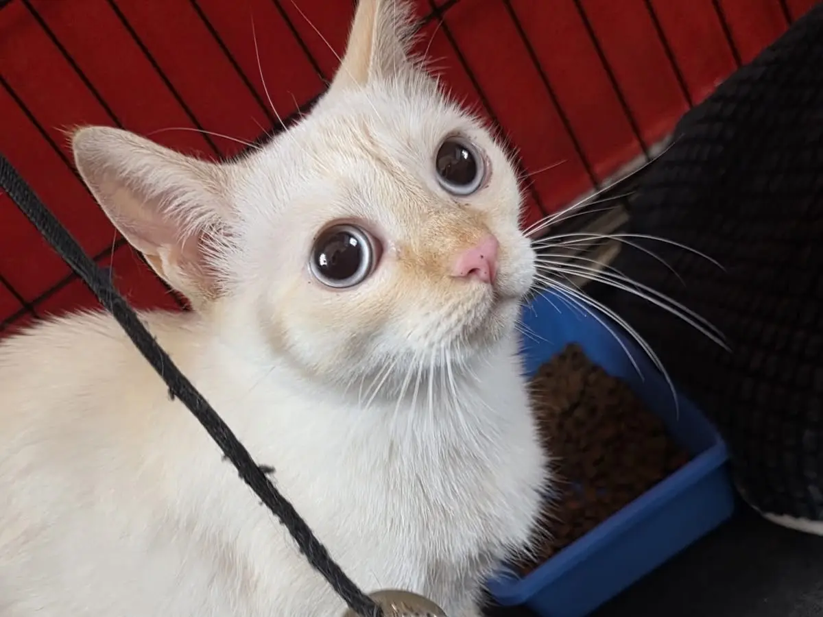 Adotta un gatto, femmina, 1 anno e 3 mesi, Milano