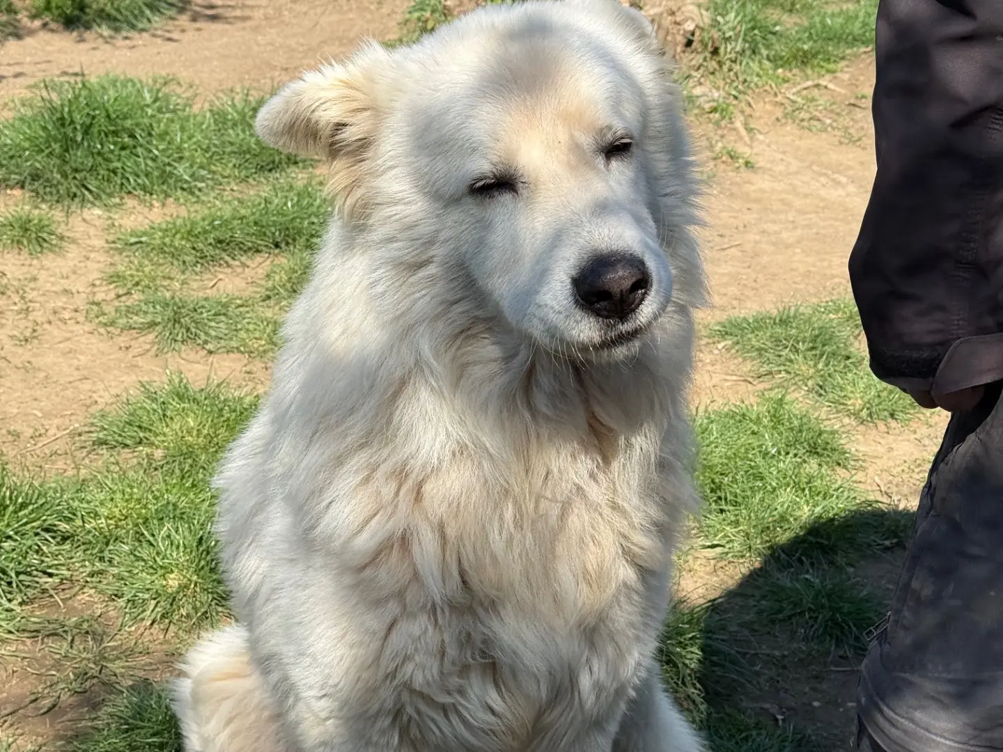 Adotta un cane, taglia gigante, maschio, Viterbo