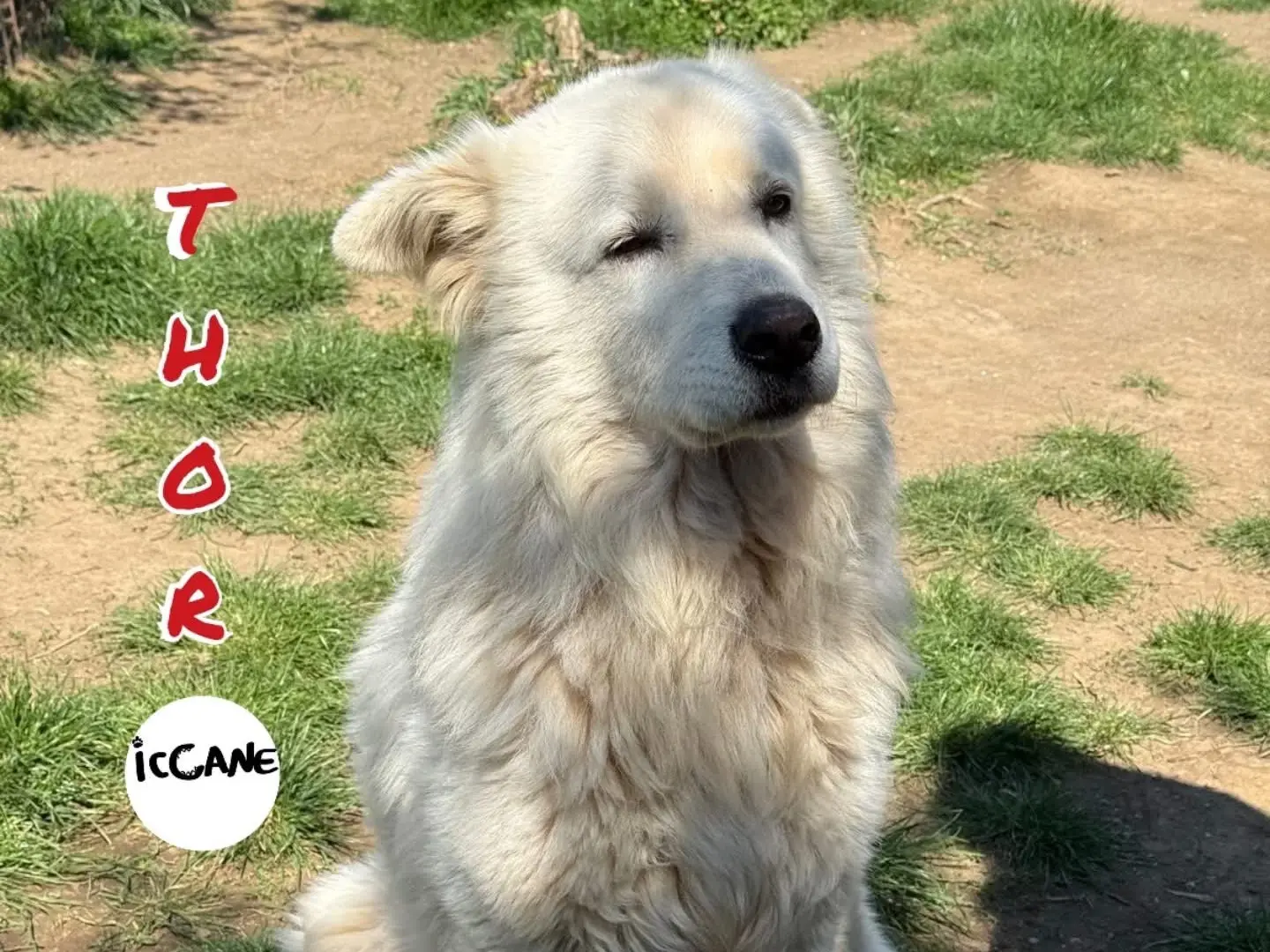 Adozione cane, maschio, Razza sconosciuta Razza sconosciuta, 7 anni e 4 mesi, taglia gigante, Viterbo
