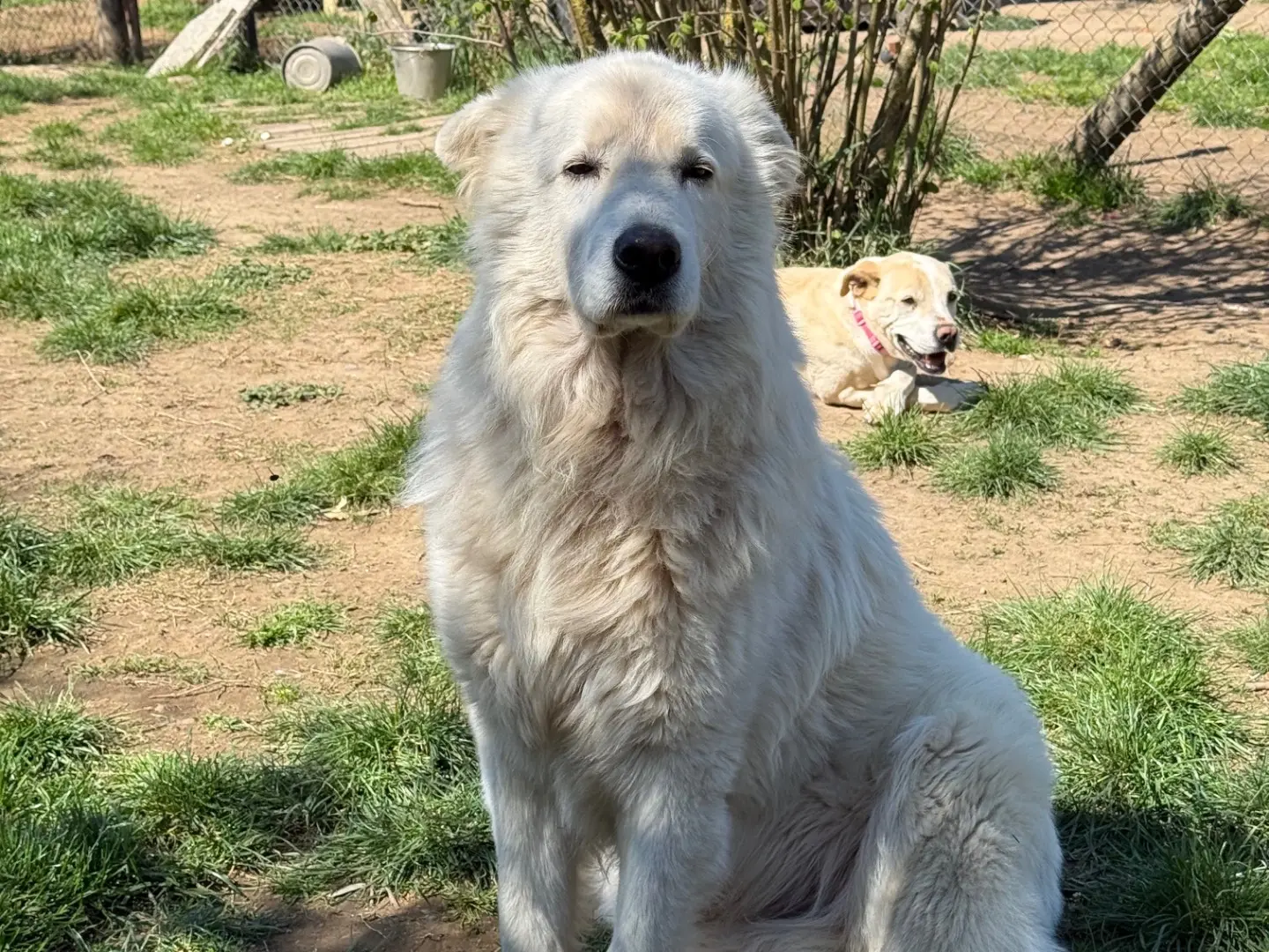 Adotta un cane, maschio, 7 anni e 4 mesi, Viterbo