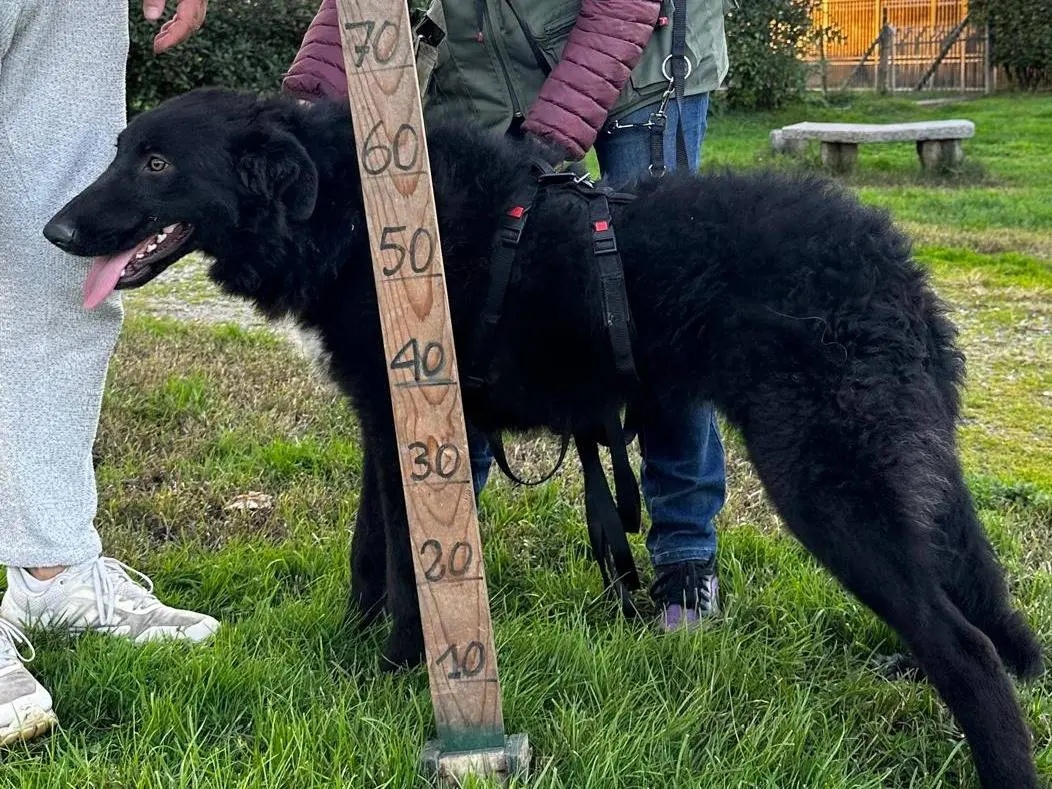 Adotta il cane BIRBO a Milano
