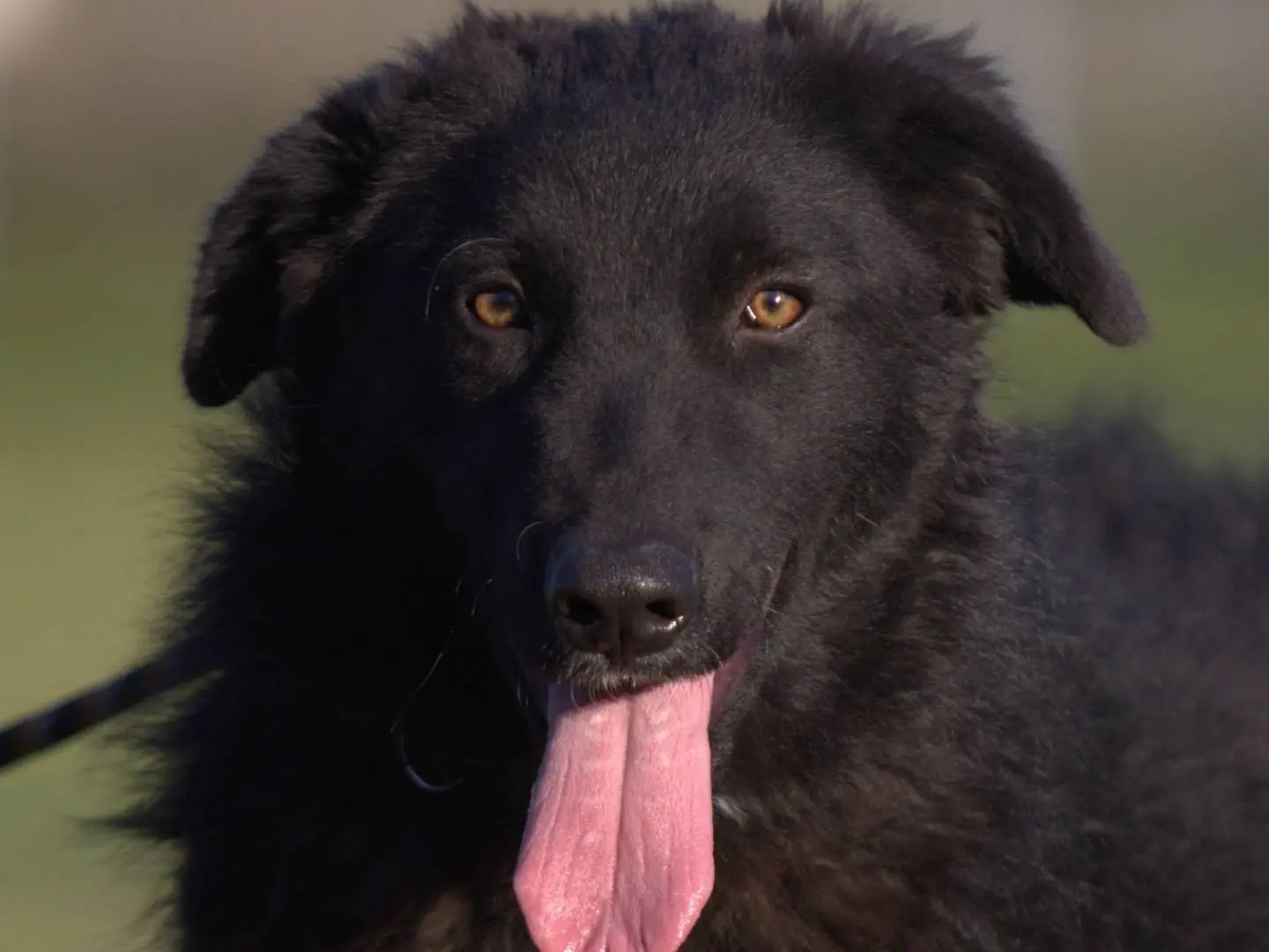 Adozione cane, maschio, Razza sconosciuta Razza sconosciuta, 1 anno e 7 mesi, taglia grande, Milano
