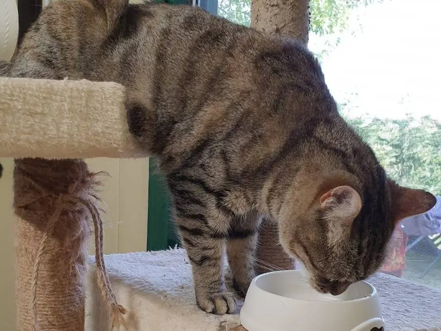 Vuoi adottare un gatto a Ravenna?