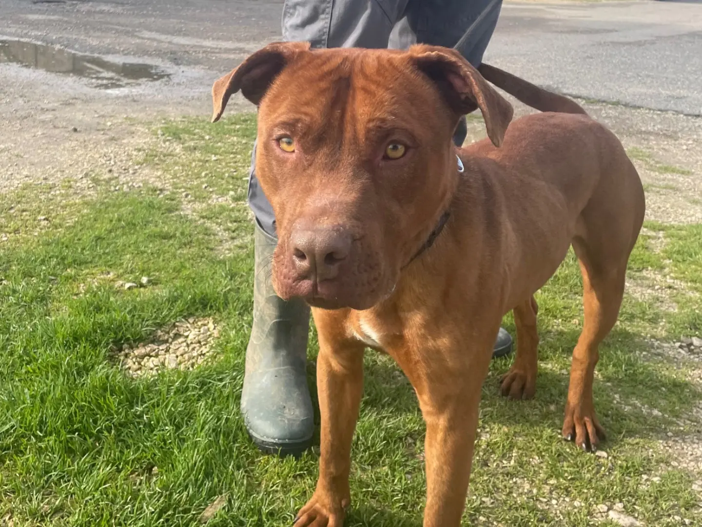 Adotta un cane, maschio, 8 anni e 8 mesi, Latina