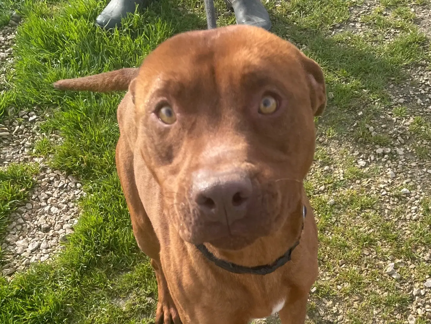 Vuoi adottare un cane a Latina?
