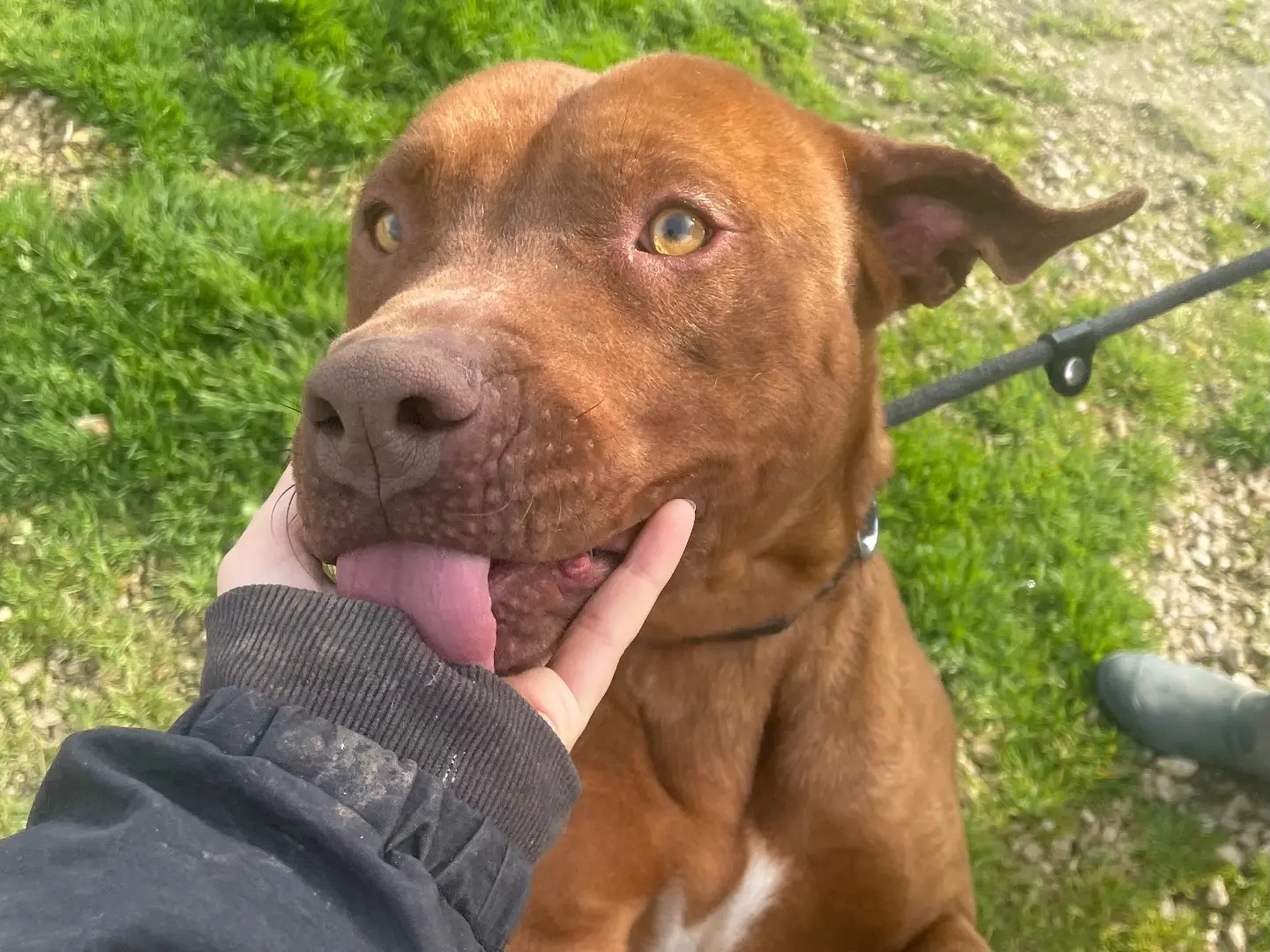 Adozione cane, maschio, Pitbull Razza sconosciuta, 8 anni e 8 mesi, taglia media, Latina