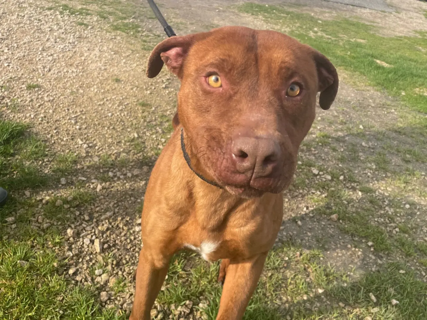 Adotta un cane, taglia media, maschio, Latina