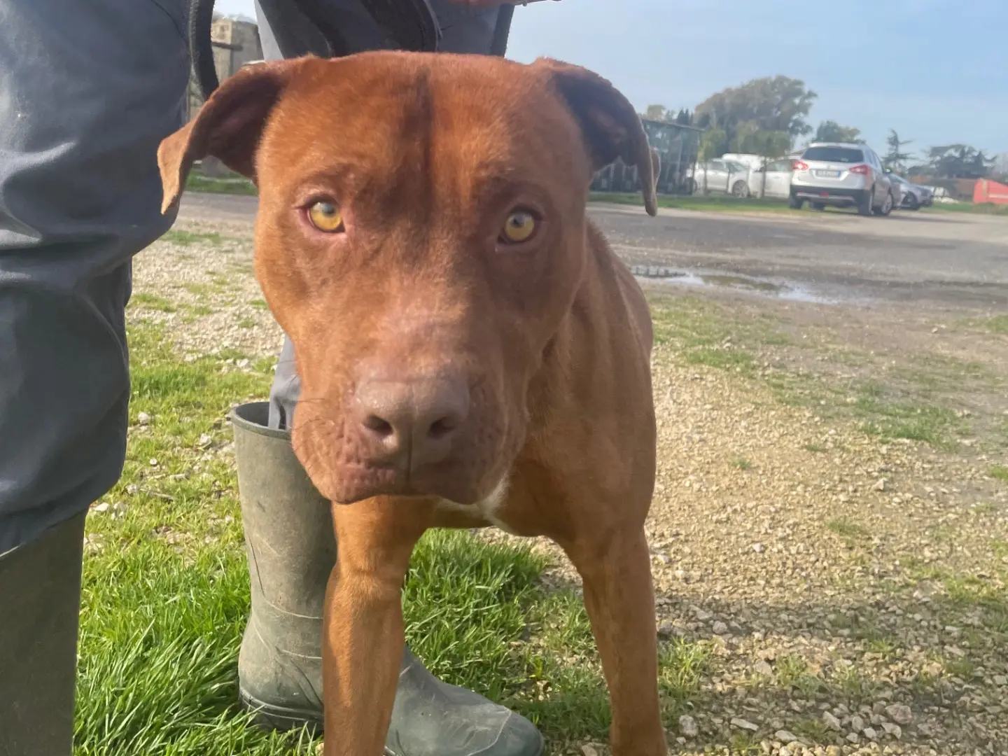 Adotta il cane Evander a Latina