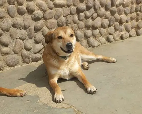 Adozione cane, femmina, meticcio, 7 anni e 9 mesi, taglia media contenuta, Torino