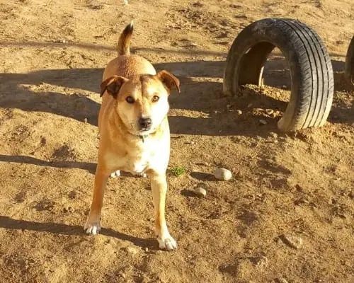 Adotta un cane, femmina, 7 anni e 9 mesi, Torino