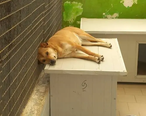 Vuoi adottare un cane a Torino?