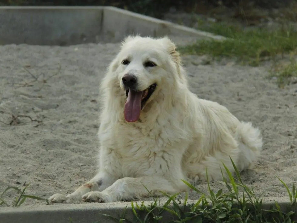 Foto 3 dell'animale