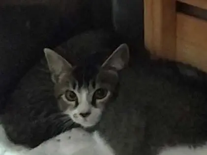 Adozione gatto, maschio, Razza sconosciuta Razza sconosciuta, 2 mesi, taglia non valida, Torino