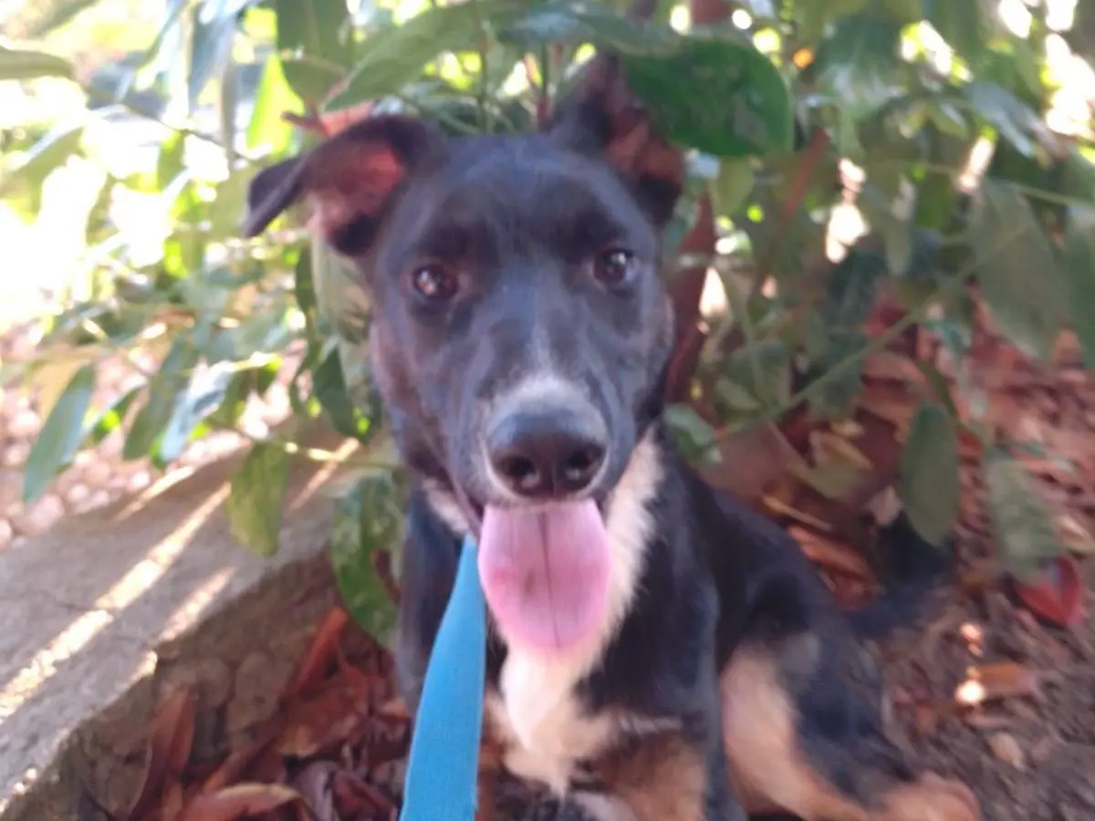 Adotta un cane, taglia media, maschio, Avellino