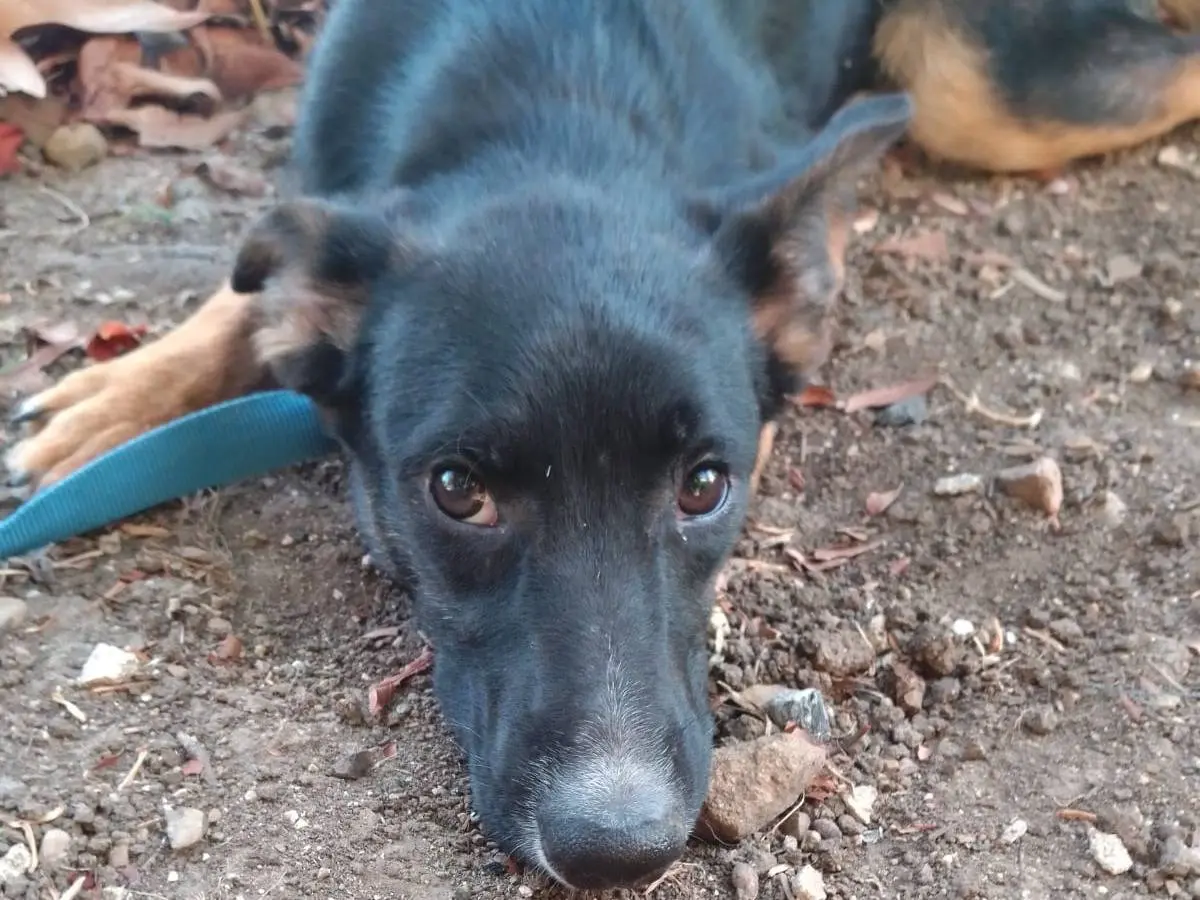 Vuoi adottare un cane a Avellino?