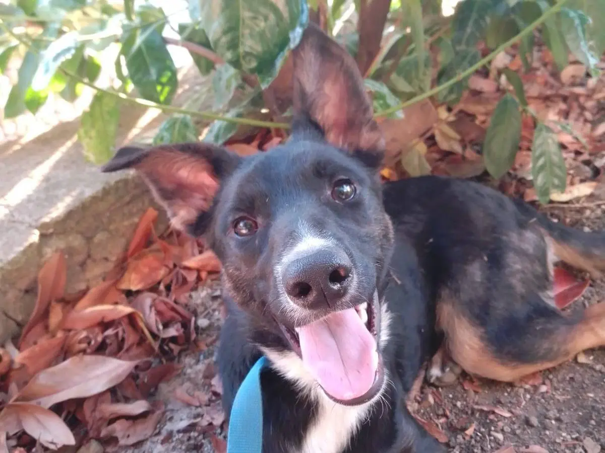 Adozione cane, maschio, Razza sconosciuta Razza sconosciuta, 1 anno e 11 mesi, taglia media, Avellino