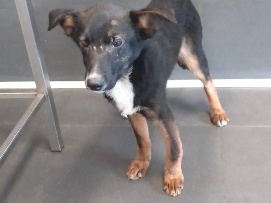 Adotta un cane, maschio, 1 anno e 11 mesi, Avellino