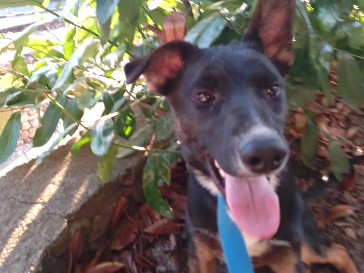 Adotta il cane TIMOTHY a Avellino