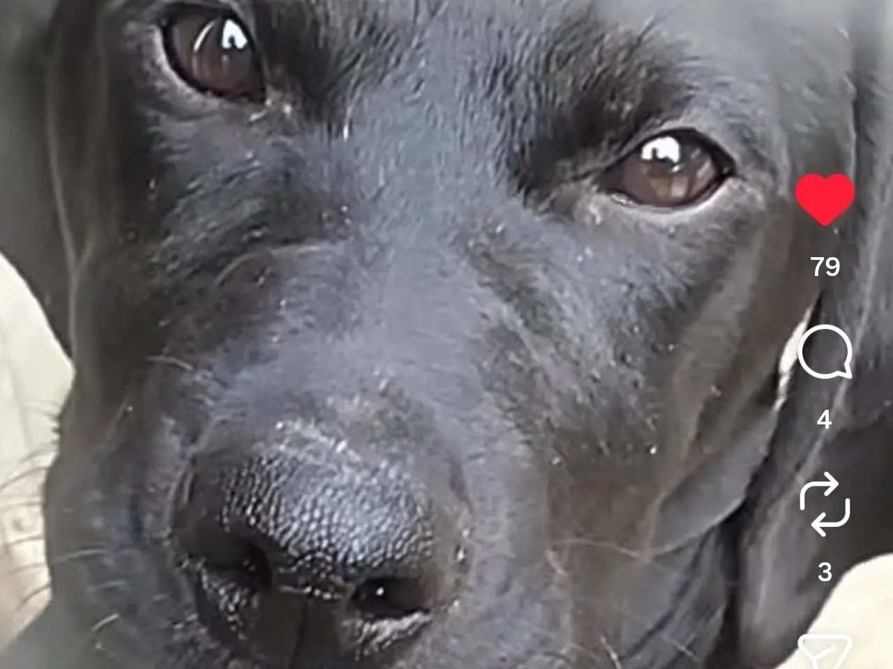 Adotta un cane, femmina, 11 mesi, Chieti