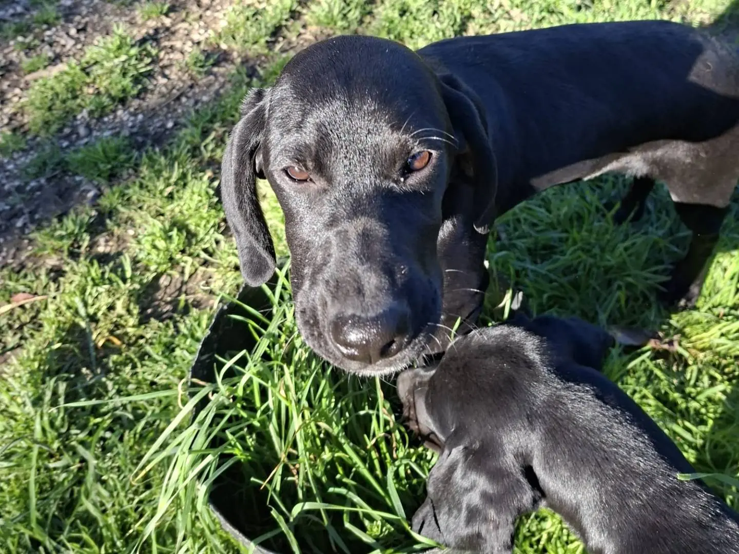 Adozione cane, femmina, Segugio Razza sconosciuta, 11 mesi, taglia piccola, Chieti