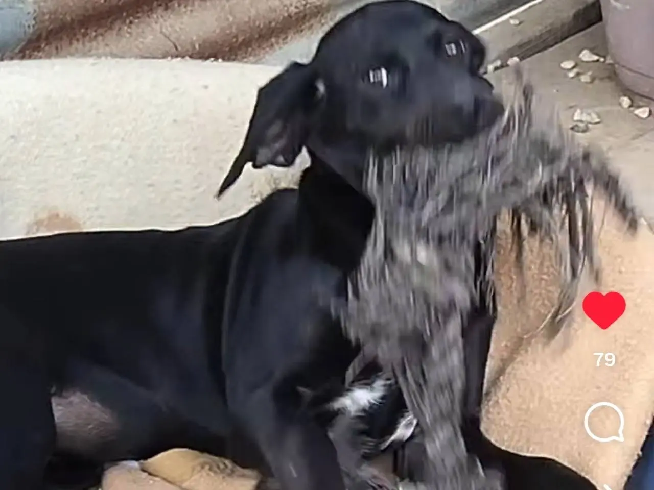 Vuoi adottare un cane a Chieti?